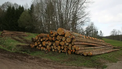 Débardage de bois-énergie pour une valorisation optimale à Cambrai, Cambrai, FR BOIS