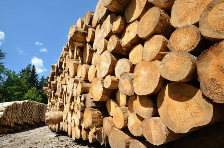 Débardage de gros bois, Cambrai, FR BOIS